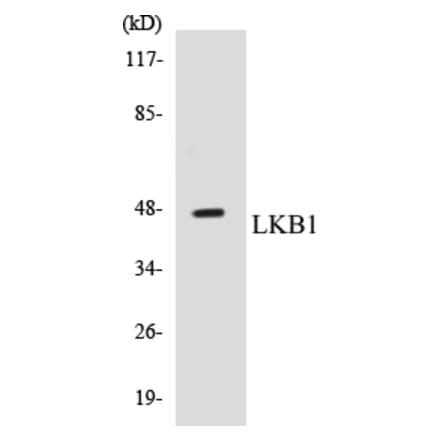 Western Blot - LKB1 Cell Based ELISA Kit (CB5418) - Antibodies.com