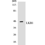Western Blot - LKB1 Cell Based ELISA Kit (CB5418) - Antibodies.com
