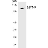 Western Blot - MCM4 Cell Based ELISA Kit (CB5434) - Antibodies.com