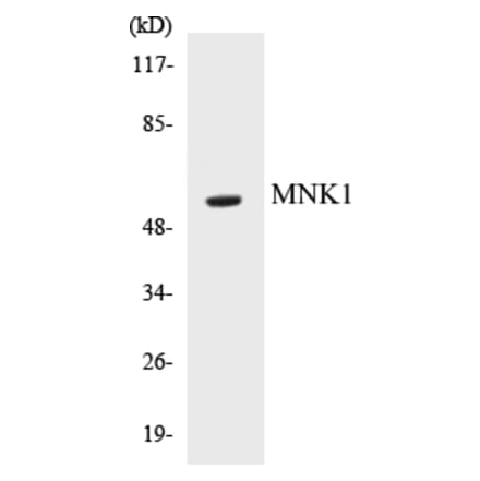 Western Blot - MNK1 Cell Based ELISA Kit (CB5468) - Antibodies.com
