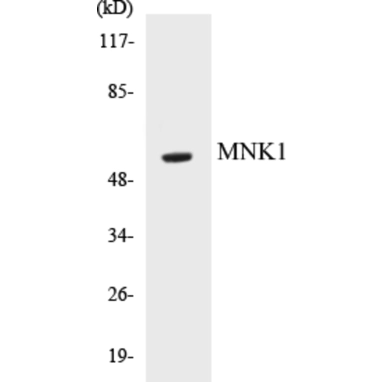 Western Blot - MNK1 Cell Based ELISA Kit (CB5468) - Antibodies.com