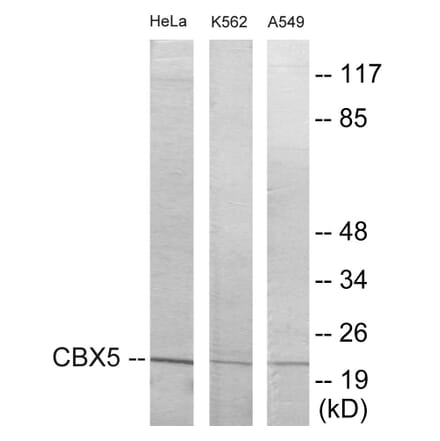 Western Blot - CBX5 Cell Based ELISA Kit (CB5894) - Antibodies.com