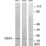 Western Blot - CBX5 Cell Based ELISA Kit (CB5894) - Antibodies.com