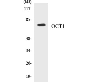 Western Blot - OCT1 Cell Based ELISA Kit (CB5005) - Antibodies.com