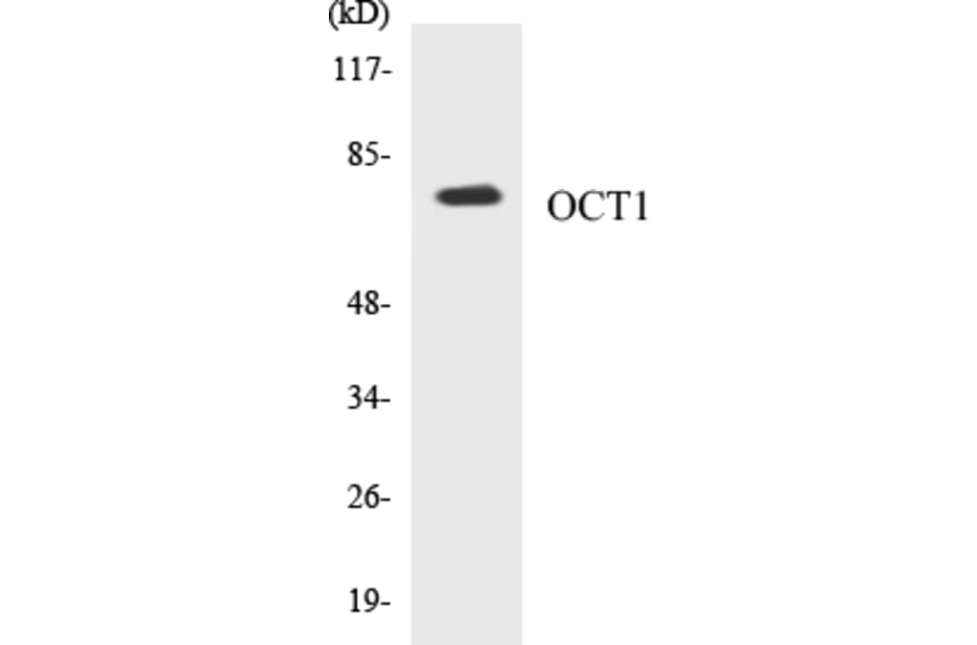 Western Blot - OCT1 Cell Based ELISA Kit (CB5005) - Antibodies.com