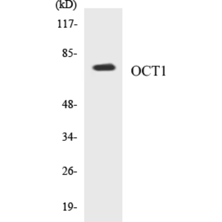 Western Blot - OCT1 Cell Based ELISA Kit (CB5005) - Antibodies.com