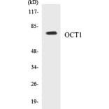 Western Blot - OCT1 Cell Based ELISA Kit (CB5005) - Antibodies.com