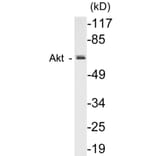 Western Blot - AIRE Cell Based ELISA Kit (CB5027) - Antibodies.com