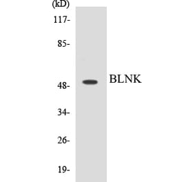 Western Blot - BLNK Cell Based ELISA Kit (CB5076) - Antibodies.com