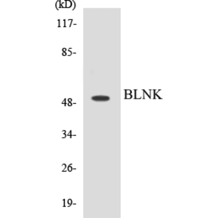 Western Blot - BLNK Cell Based ELISA Kit (CB5076) - Antibodies.com