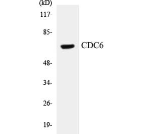 Western Blot - CDC6 Cell Based ELISA Kit (CB5128) - Antibodies.com