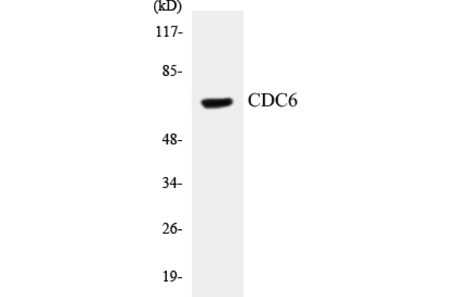 Western Blot - CDC6 Cell Based ELISA Kit (CB5128) - Antibodies.com