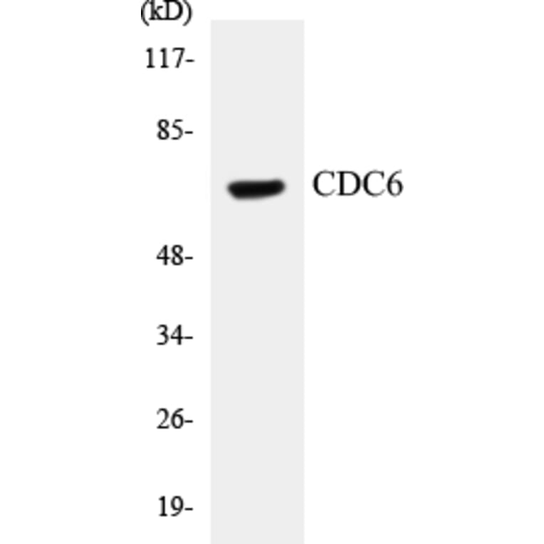 Western Blot - CDC6 Cell Based ELISA Kit (CB5128) - Antibodies.com
