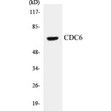 Western Blot - CDC6 Cell Based ELISA Kit (CB5128) - Antibodies.com
