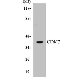 Western Blot - CDK7 Cell Based ELISA Kit (CB5132) - Antibodies.com