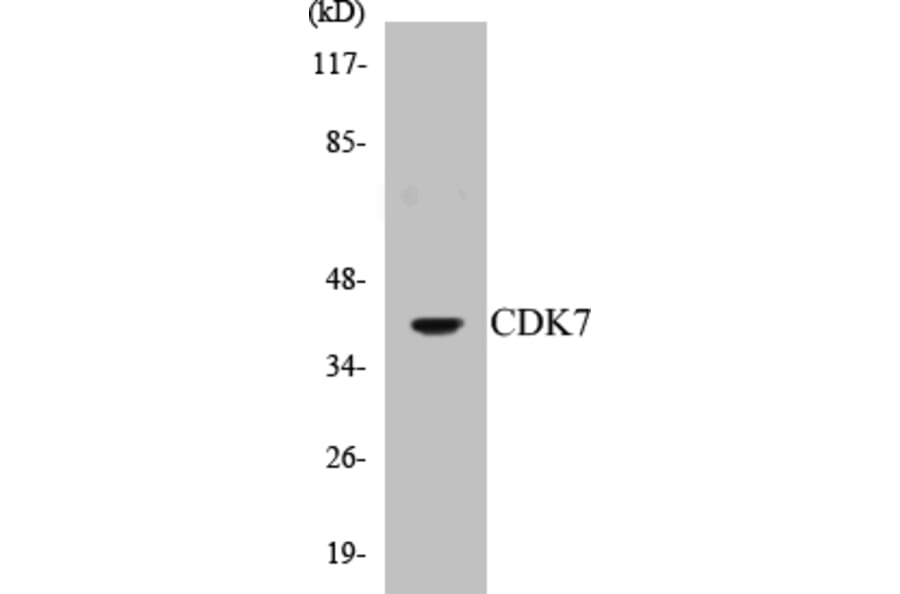 Western Blot - CDK7 Cell Based ELISA Kit (CB5132) - Antibodies.com