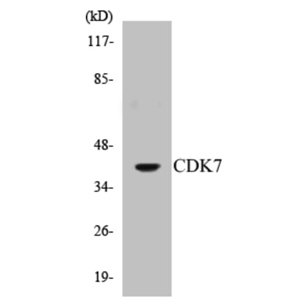 Western Blot - CDK7 Cell Based ELISA Kit (CB5132) - Antibodies.com