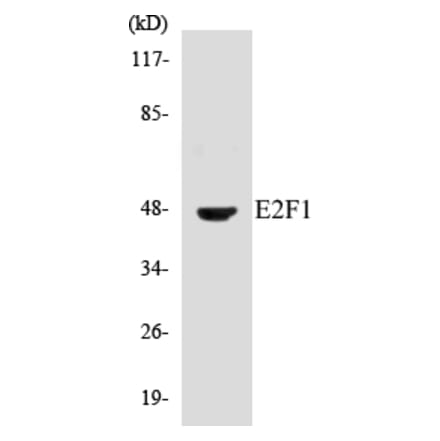 Western Blot - E2F1 Cell Based ELISA Kit (CB5215) - Antibodies.com
