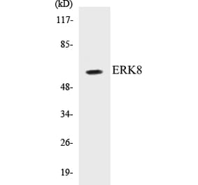 Western Blot - ERK8 Cell Based ELISA Kit (CB5248) - Antibodies.com