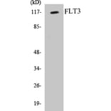 Western Blot - FLT3 Cell Based ELISA Kit (CB5271) - Antibodies.com