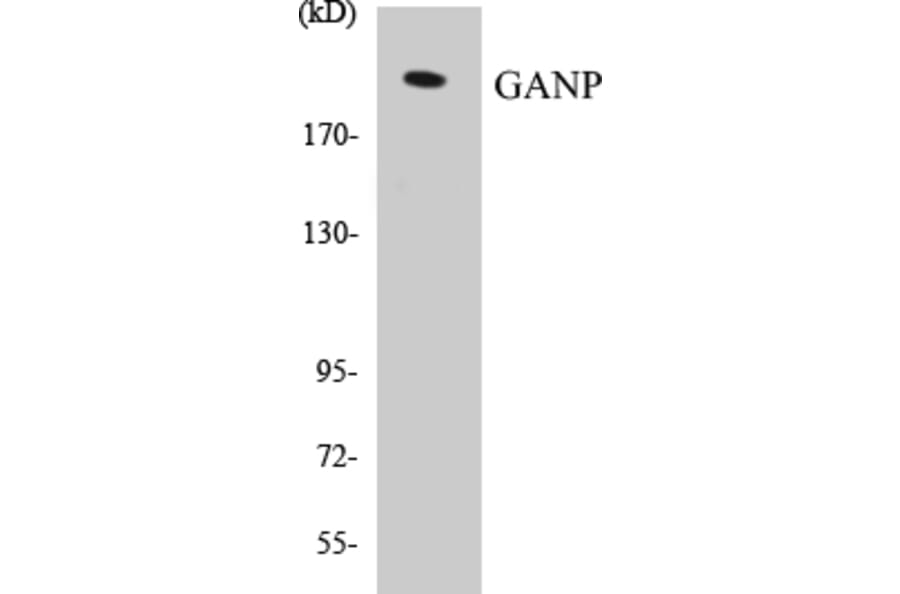 Western Blot - GANP Cell Based ELISA Kit (CB5287) - Antibodies.com