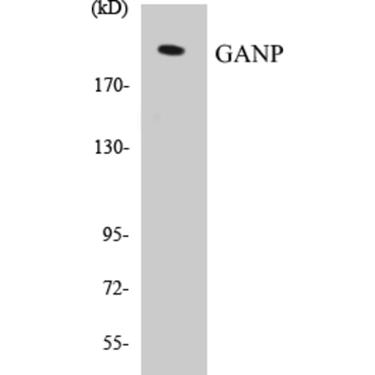 Western Blot - GANP Cell Based ELISA Kit (CB5287) - Antibodies.com