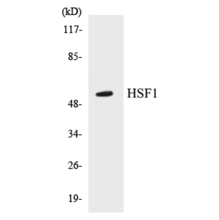 Western Blot - HSF1 Cell Based ELISA Kit (CB5344) - Antibodies.com