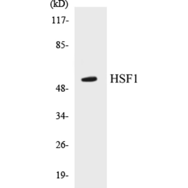 Western Blot - HSF1 Cell Based ELISA Kit (CB5344) - Antibodies.com