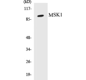 Western Blot - MSK1 Cell Based ELISA Kit (CB5471) - Antibodies.com