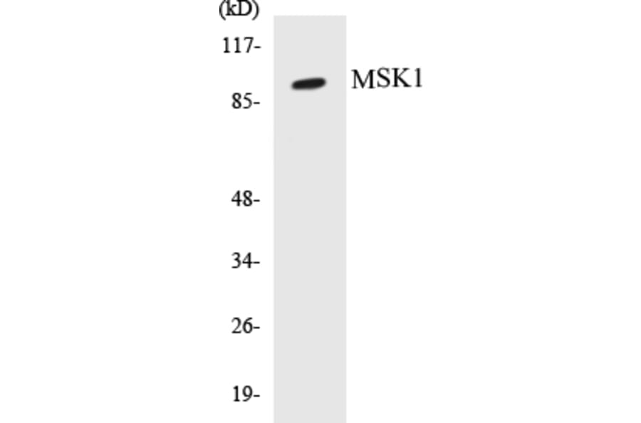 Western Blot - MSK1 Cell Based ELISA Kit (CB5471) - Antibodies.com