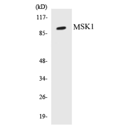 Western Blot - MSK1 Cell Based ELISA Kit (CB5471) - Antibodies.com