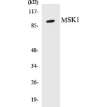 Western Blot - MSK1 Cell Based ELISA Kit (CB5471) - Antibodies.com