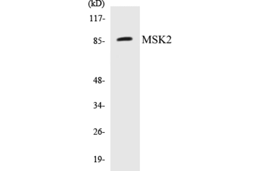 Western Blot - MSK2 Cell Based ELISA Kit (CB5472) - Antibodies.com