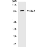 Western Blot - MSK2 Cell Based ELISA Kit (CB5472) - Antibodies.com