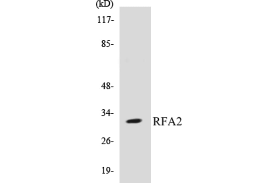 Western Blot - RFA2 Cell Based ELISA Kit (CB5610) - Antibodies.com