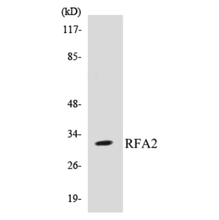 Western Blot - RFA2 Cell Based ELISA Kit (CB5610) - Antibodies.com