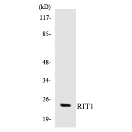 Western Blot - RIT1 Cell Based ELISA Kit (CB5614) - Antibodies.com