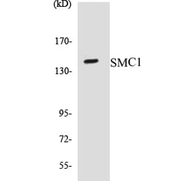Western Blot - SMC1 Cell Based ELISA Kit (CB5642) - Antibodies.com