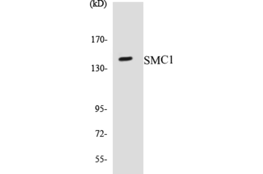Western Blot - SMC1 Cell Based ELISA Kit (CB5642) - Antibodies.com
