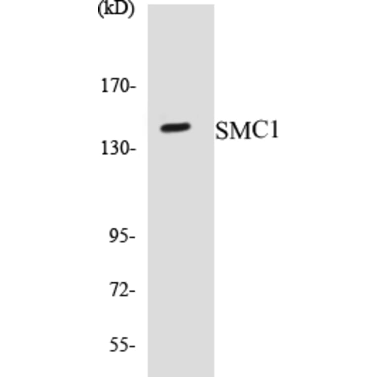 Western Blot - SMC1 Cell Based ELISA Kit (CB5642) - Antibodies.com