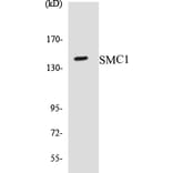 Western Blot - SMC1 Cell Based ELISA Kit (CB5642) - Antibodies.com