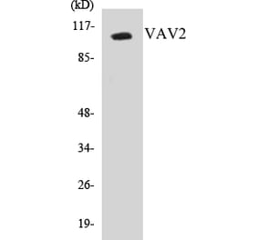 Western Blot - VAV2 Cell Based ELISA Kit (CB5718) - Antibodies.com