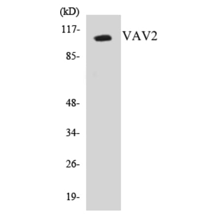 Western Blot - VAV2 Cell Based ELISA Kit (CB5718) - Antibodies.com