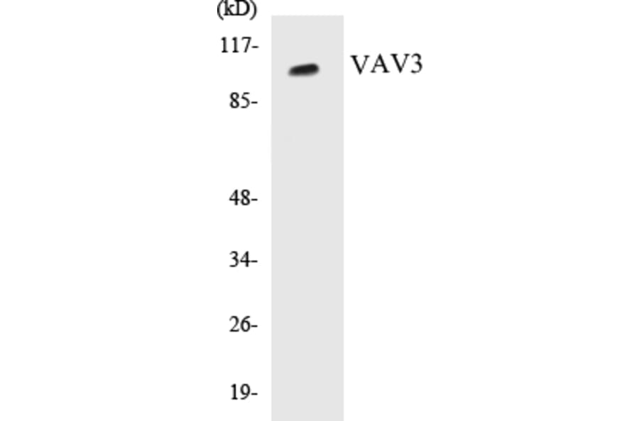 Western Blot - VAV3 Cell Based ELISA Kit (CB5719) - Antibodies.com