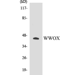 Western Blot - WWOX Cell Based ELISA Kit (CB5731) - Antibodies.com