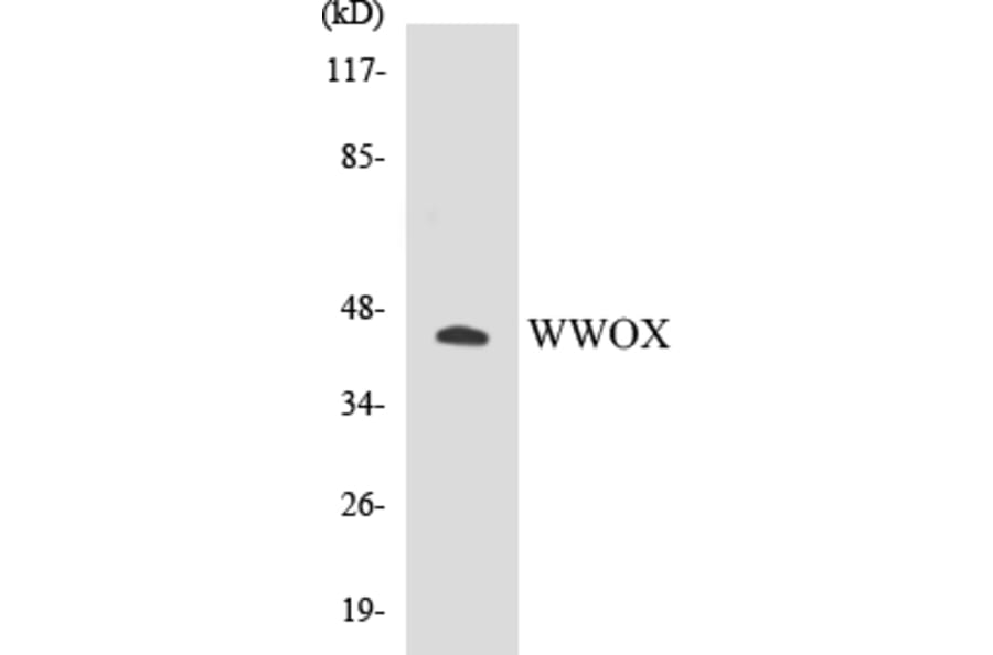 Western Blot - WWOX Cell Based ELISA Kit (CB5731) - Antibodies.com