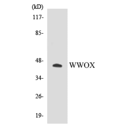Western Blot - WWOX Cell Based ELISA Kit (CB5731) - Antibodies.com
