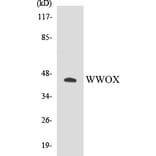 Western Blot - WWOX Cell Based ELISA Kit (CB5731) - Antibodies.com