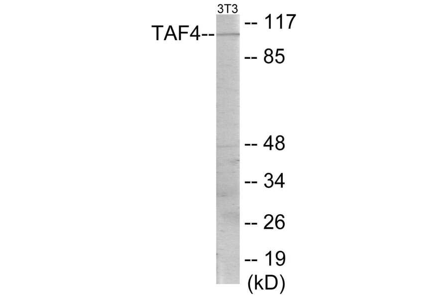 Western Blot - TAF4 Cell Based ELISA Kit (CB5764) - Antibodies.com