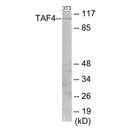 Western Blot - TAF4 Cell Based ELISA Kit (CB5764) - Antibodies.com